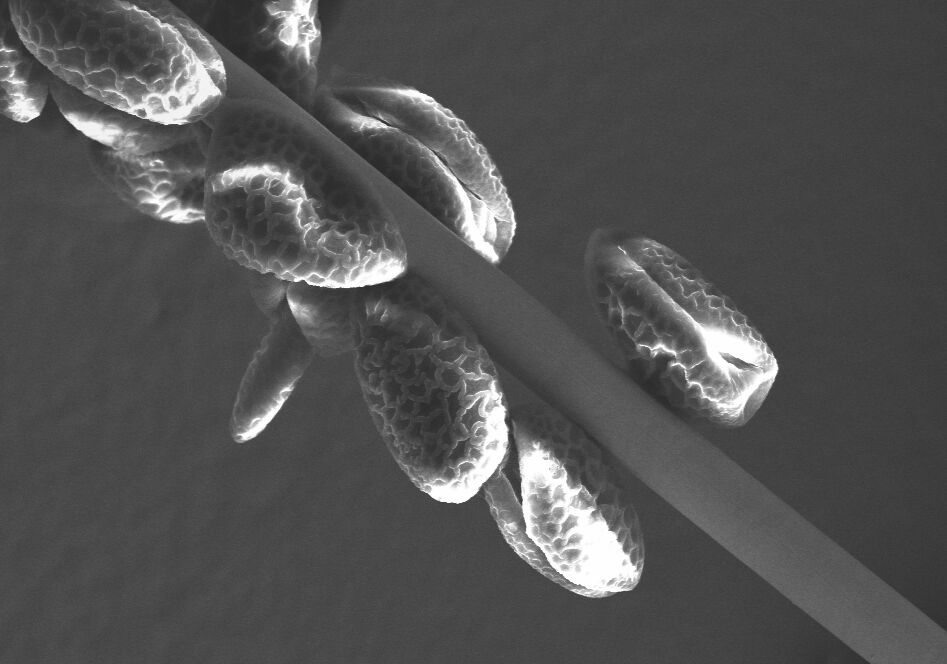 Pollen on Wire Bond